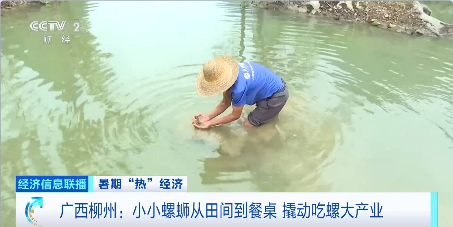 小小螺蛳从田间到餐桌，撬动广西柳州吃螺大产业